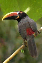 Pteroglossus viridis