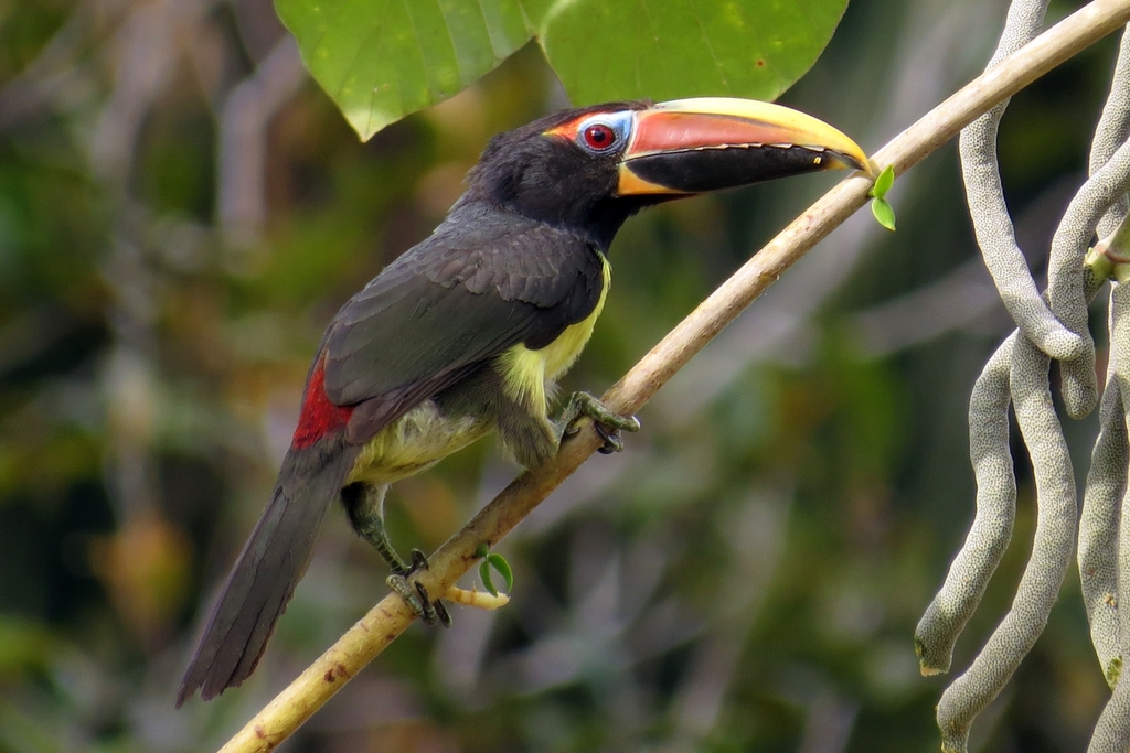 Green Aracari photo