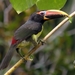 Green Aracari - Photo (c) Tomaz Nascimento de Melo, some rights reserved (CC BY-NC-ND), uploaded by Tomaz Nascimento de Melo