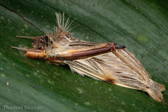 Trichomaplata vittata