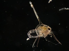 Metacarcinus magister