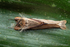 Trichomaplata vittata