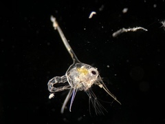 Metacarcinus magister