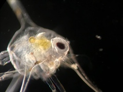 Metacarcinus magister