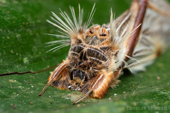 Trichomaplata vittata