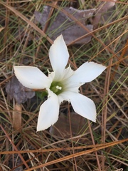 Gentiana pennelliana