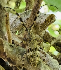 Hexatricha pulverulenta