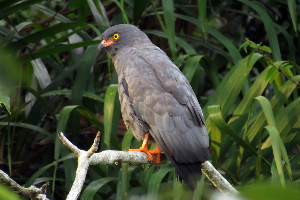 Slender-billed Kite