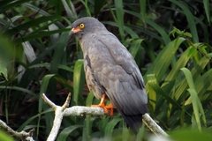 Helicolestes hamatus