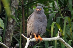 Helicolestes hamatus