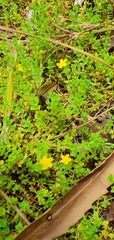 Hypericum humifusum