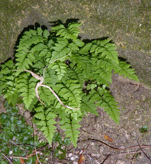 Cystopteris tasmanica