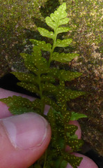 Cystopteris tasmanica