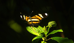 Heliconius ethilla