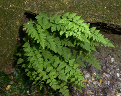Cystopteris tasmanica