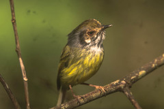 Myiornis auricularis