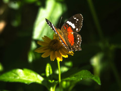 Anartia amathea