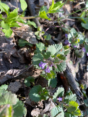 Glechoma hederacea