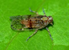 Koroana lanceloti
