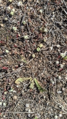 Psilocarphus brevissimus