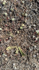 Psilocarphus brevissimus