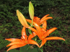 Lilium tsingtauense
