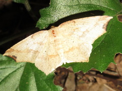 Pareclipsis gracilis