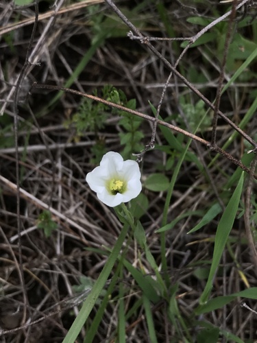Bouchetia