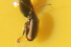 Phyllotreta