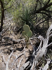 Opuntia chlorotica