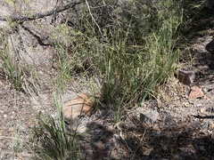 Carex ultra