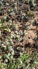 Psilocarphus brevissimus