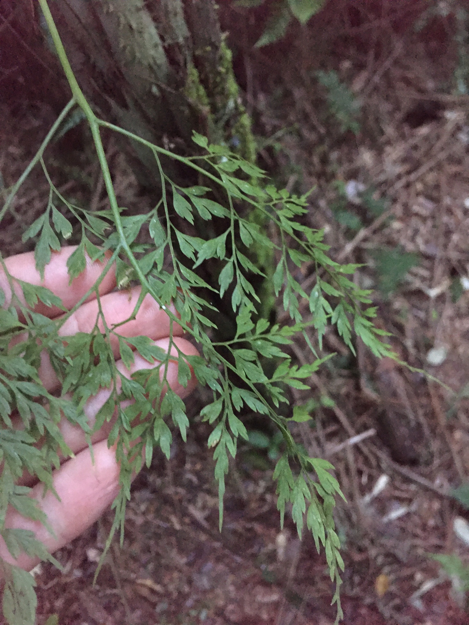 Asplenium scandicinum