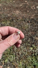 Psilocarphus brevissimus