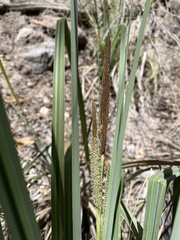 Carex ultra