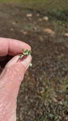 Psilocarphus brevissimus