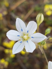 Triteleia lilacina