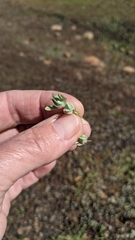 Psilocarphus brevissimus