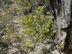 Rhus virens choriophylla