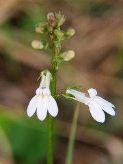 Lobelia paludosa