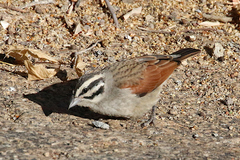 Emberiza capensis bradfieldi