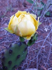 Opuntia austrina