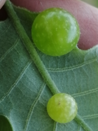 Common Spangle Gall Wasp