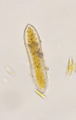 Surirella librile