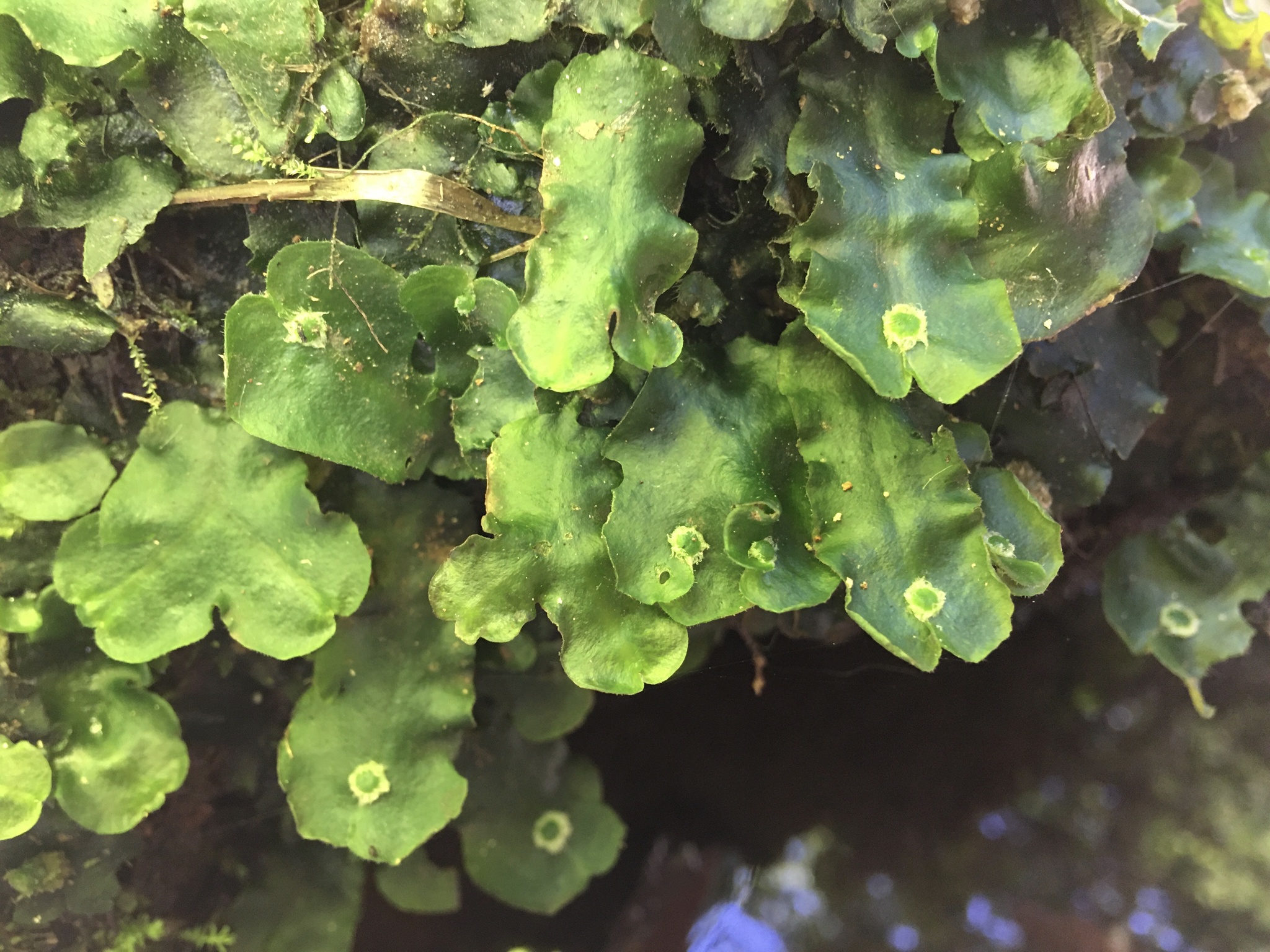 Dumortiera hirsuta