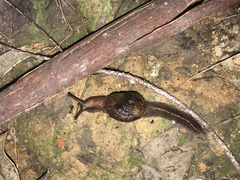 Fastosarion paluma