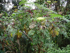 Myrrhidendron donnellsmithii