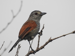 Thamnophilus torquatus