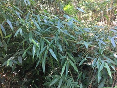 Merostachys