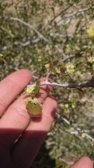 Cercocarpus betuloides